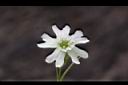 玉山蠅子草-花09.JPG