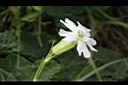 玉山蠅子草-花10.JPG