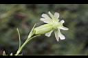 玉山蠅子草-花11.JPG
