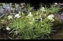 玉山蠅子草01.JPG