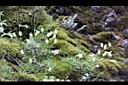 玉山蠅子草07.JPG