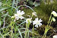 玉山蠅子草-花04.JPG