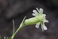 玉山蠅子草-花12.JPG