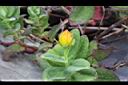 玉山金絲桃-花苞0.jpg