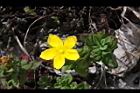 玉山金絲桃-花07.jpg