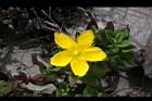 玉山金絲桃-花09.jpg