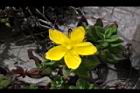 玉山金絲桃-花10.jpg