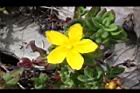玉山金絲桃-花12.jpg
