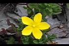 玉山金絲桃-花16.jpg