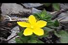 玉山金絲桃-花18.jpg