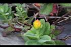 玉山金絲桃-花苞1.jpg