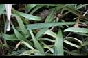 玉山飛蓬-葉0.jpg