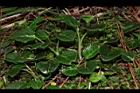 玉山鹿蹄草20.JPG
