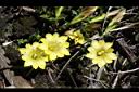 玉山龍膽-花01.jpg