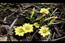 玉山龍膽-花03.jpg