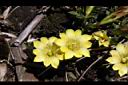 玉山龍膽-花04.jpg