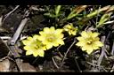 玉山龍膽-花07.jpg