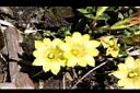 玉山龍膽-花11.jpg