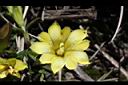 玉山龍膽-花16.jpg