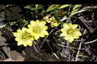玉山龍膽-花00.jpg