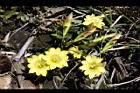 玉山龍膽-花02.jpg