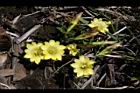 玉山龍膽-花06.jpg