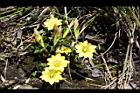 玉山龍膽-花10.jpg