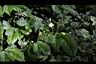 玉玲花07.JPG