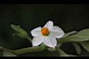 玉珊瑚-花02.JPG