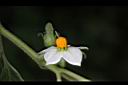 玉珊瑚-花04.JPG