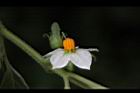 玉珊瑚-花03.JPG