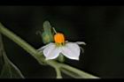 玉珊瑚-花05.JPG