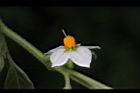 玉珊瑚-花06.JPG