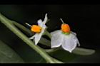 玉珊瑚-花07.JPG