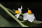 玉珊瑚-花08.JPG