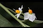 玉珊瑚-花09.JPG