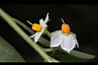 玉珊瑚-花10.JPG