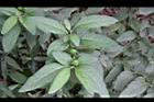 玉珊瑚-青實01.JPG