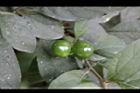 玉珊瑚-青實05.JPG