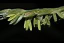 玉米-花01.JPG
