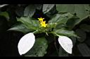 玉葉金花-花03.JPG