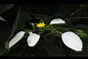 玉葉金花-花06.JPG
