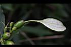 玉葉金花-實06.JPG