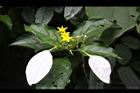 玉葉金花-花00.JPG
