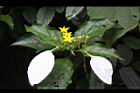 玉葉金花-花01.JPG