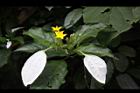 玉葉金花-花04.JPG