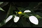 玉葉金花-花05.JPG