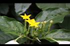 玉葉金花-花08.JPG