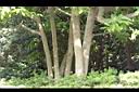 玉蘭花-莖01.JPG
