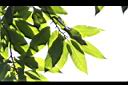 玉蘭花-葉06.JPG
